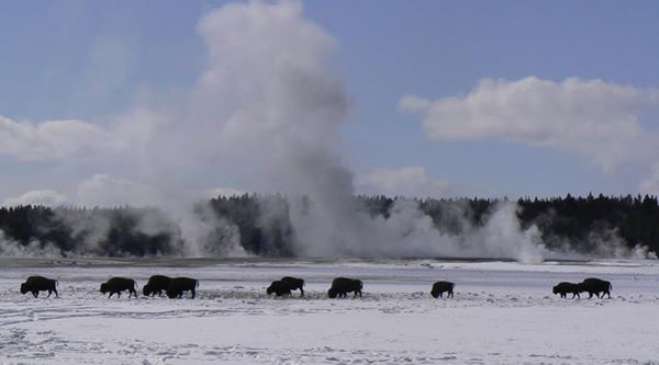 Bison grazing